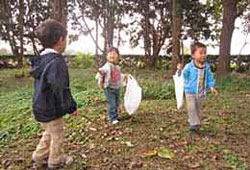 himeringo-2.jpg